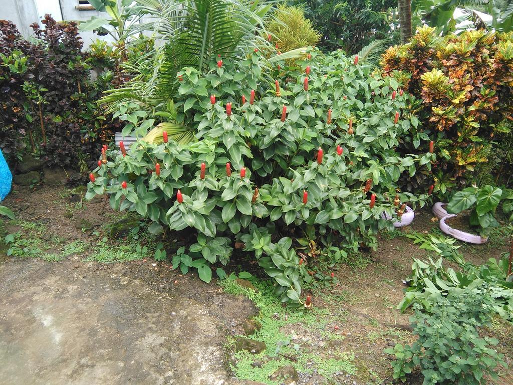 Anthurium Apartment روسو المظهر الخارجي الصورة