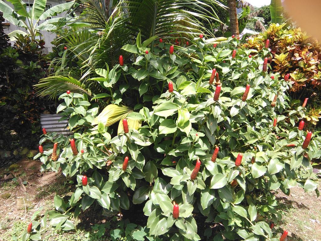 Anthurium Apartment روسو المظهر الخارجي الصورة
